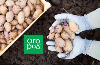 shutterstock.com/Ogorod.ru: Семенная картошка испортилась
