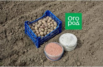 shutterstock.com/Ogorod.ru: Удобрения для картофеля