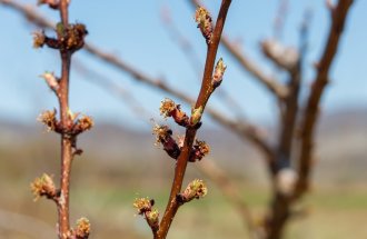 shutterstock.com / Bojan Zivkovic: Почему абрикосовое дерево не цветет