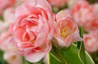 : Пионовидные тюльпаны