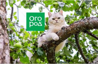 shutterstock.com/Ogorod.ru: Какие ветки на дереве