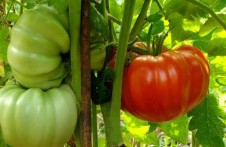 shutterstock.com/Denis Pogostin: Мясные томаты: выбираем самые лучшие биф-сорта помидоров