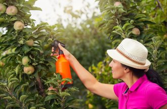 shutterstock.com / adriaticfoto: Как увеличить урожай яблок