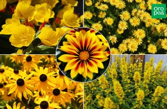 ogorod.ru: 10 желтых многолетников, которые украсят ваш сад