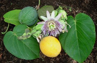 Фото с сайта wikimedia.org Johnocampo: как вырастить дома пассифлору маракуйю страстоцвет