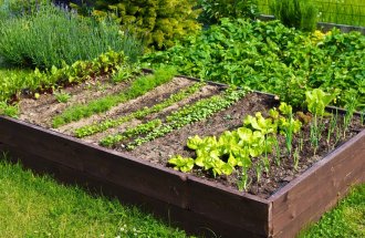 shutterstock.com / AHatmaker: Что вырастить в огороде начинающему дачнику