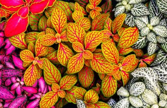 Фото с сайта shutterstock.com nnattalli: самые яркие необычные комнатные растения