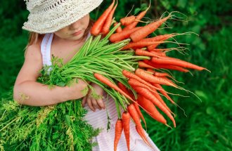 shutterstock.com/Natalia Lebedinskaia: Самые ранние и скороспелые сорта и гибриды моркови