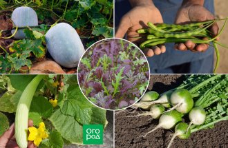 ogorod.ru: 10 небанальных овощей для дачников-экспериментаторов