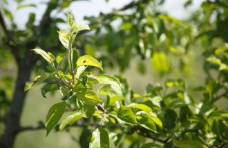 shutterstock.com/MariaKovaleva: Почему яблоня и груша не цветут и как их заставить