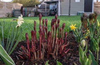 shutterstock.com / Andrey_Nikitin: Чем подкормить пионы весной для пышного цветения